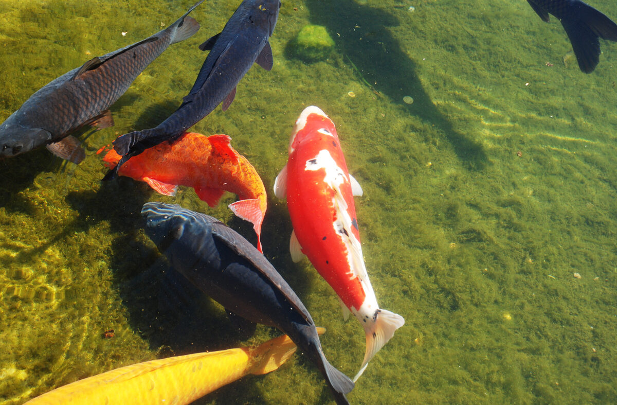 Fische-11 Koi-Fische 11