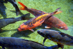 Koi-Fische 8