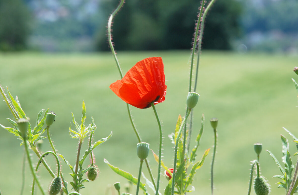 Mohn-6 Mohnblumen 6